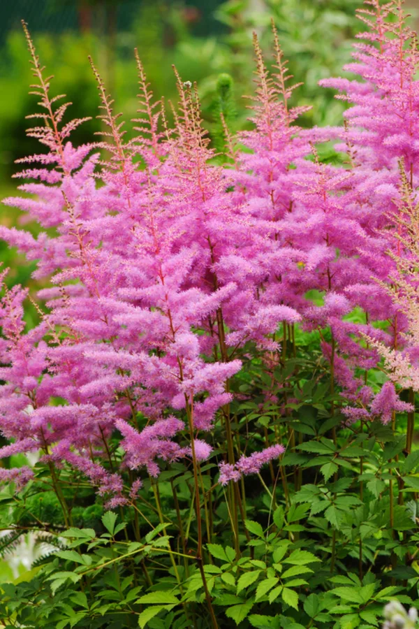 Purple Astilbe growing in a garden