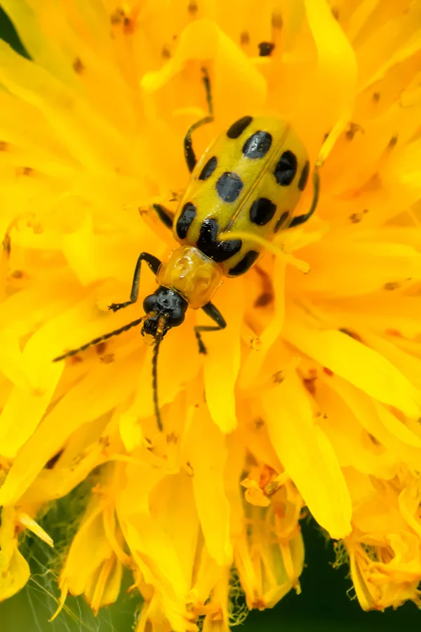 A spotted cucumber beetle feasting on a dandelion. 