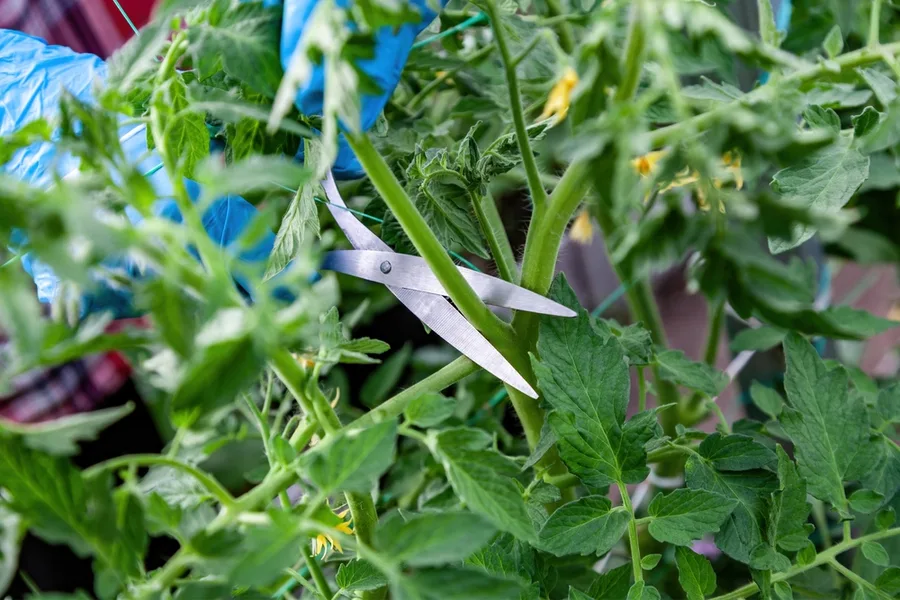 how to prune tomatoes