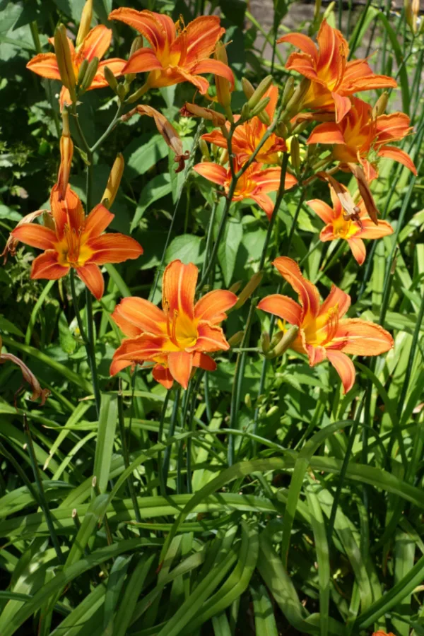 A group of orange daylily plants growing in the summer