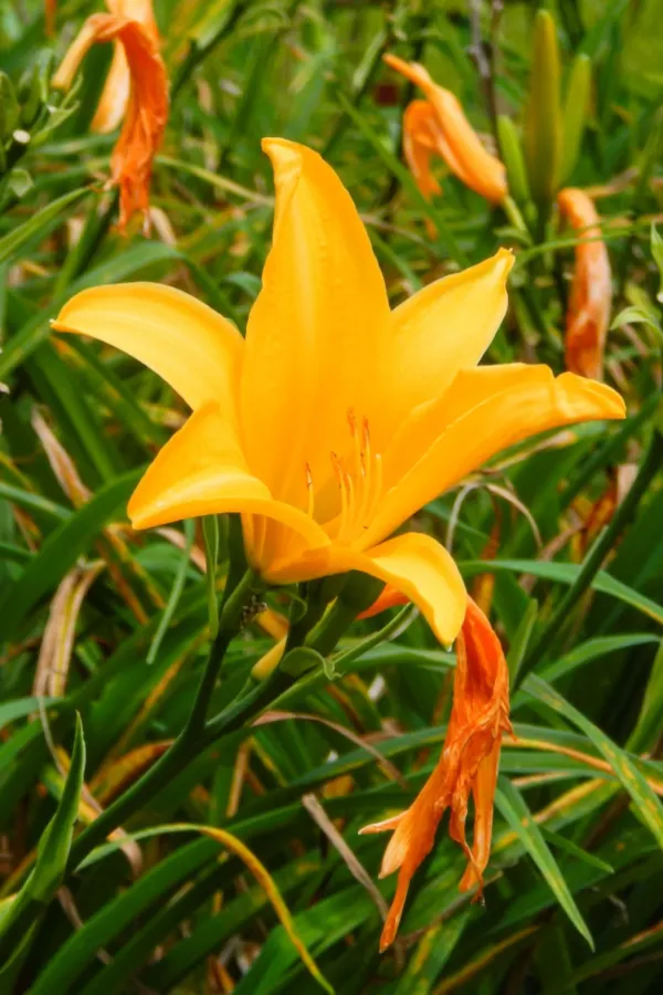 Several spent yellow daylily blooms and one large full bloom.