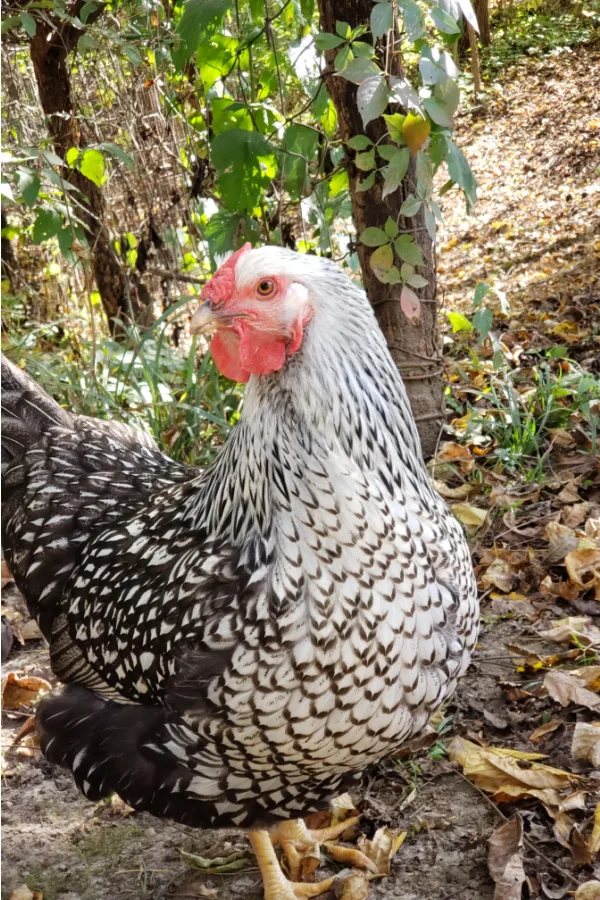 A white and black chicken standing.