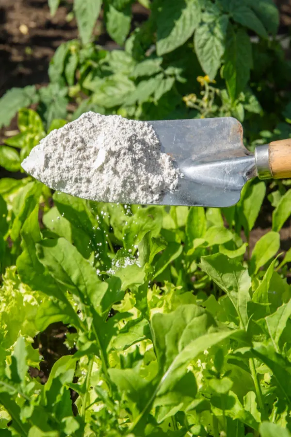 a hand holding a shovel and diatomaceous earth above lettuce plants.