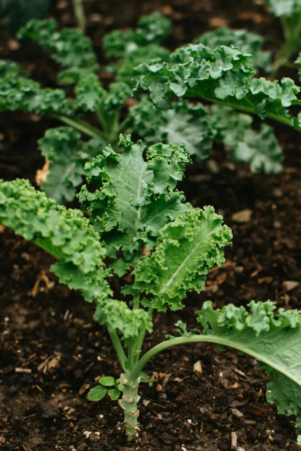 growing kale