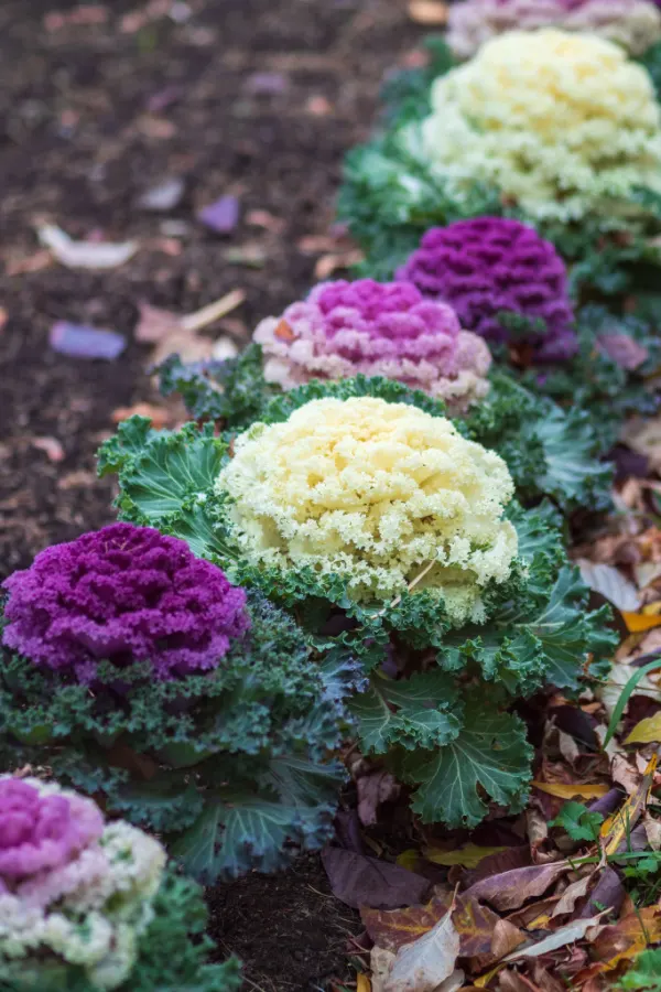 ornamental cabbage in purples, pinks, and creams.
