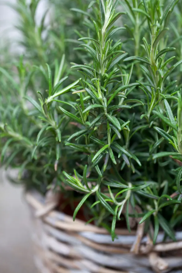 A basket of rosemary being used as a great plant to repel mosquitoes.