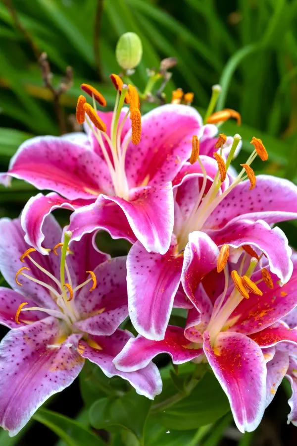 Stargazer lilies.