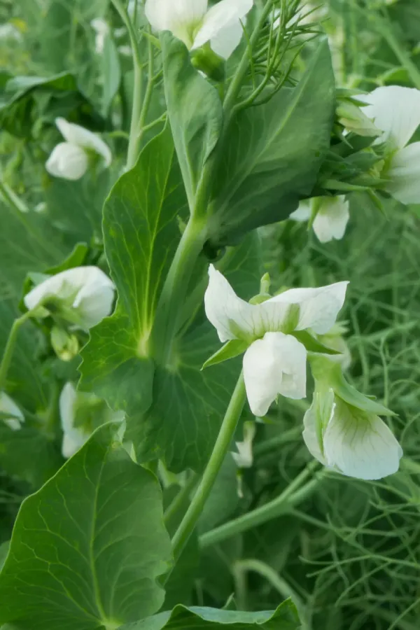 Field peas that have been planted as a cover crop. They have tiny white blooms.