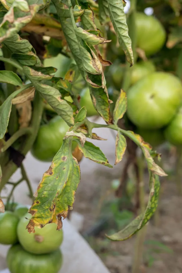 A tomato plant with a type of fungal wilt.