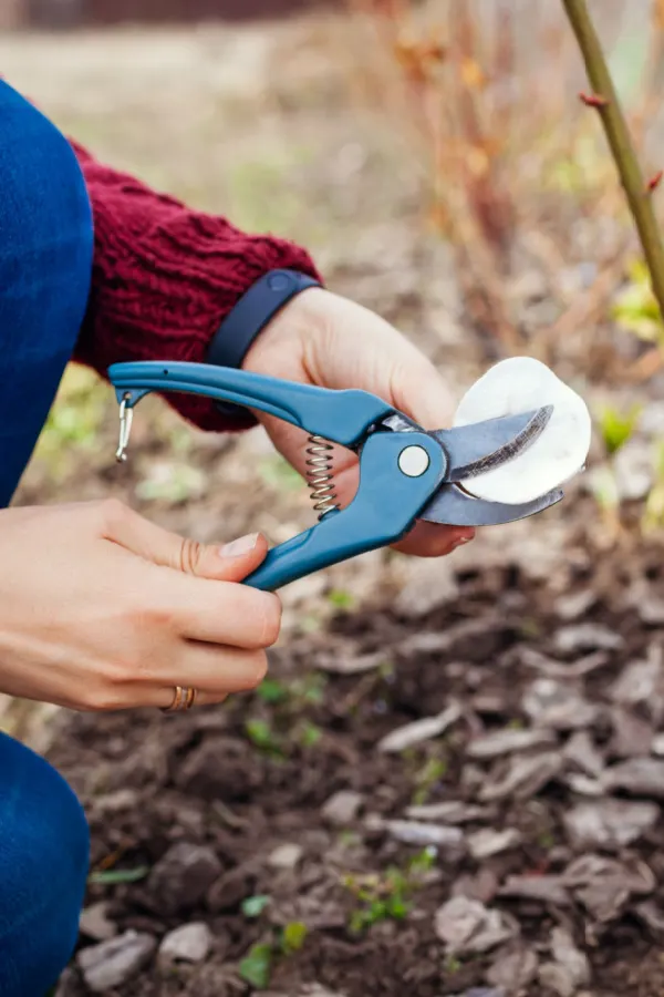 Someone disinfecting and cleaning garden tools.