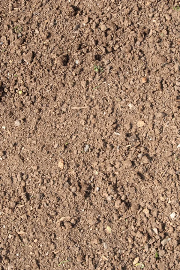 Bare soil - Planting cover crops like field peas will help to prevent weeds from germinating and taking over during the off season.