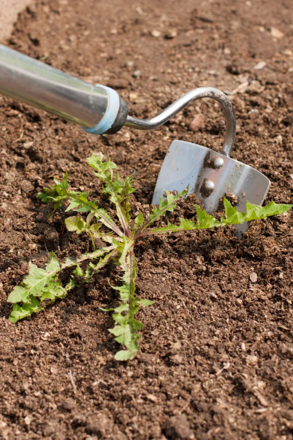 A hoe removing a weed growing in soil.