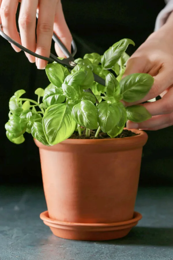grow fresh basil inside