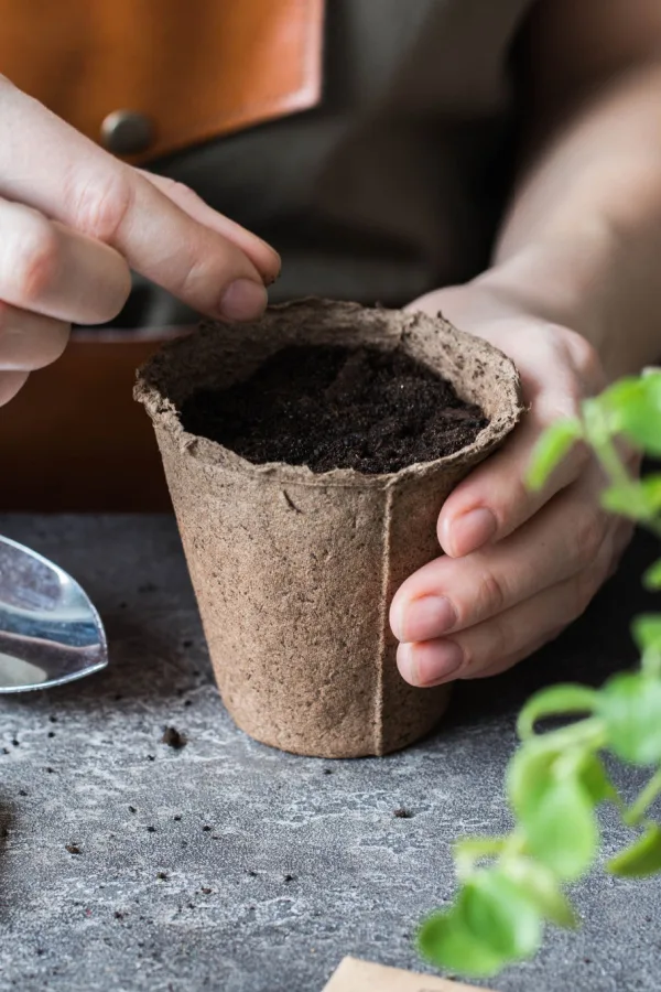 grow fresh basil indoors