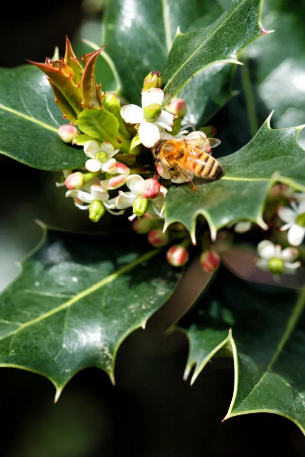 The blooms on holly bushes are perfect attractors to pollinators.