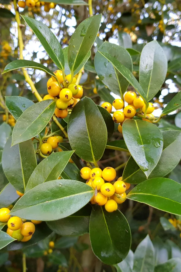 Some holly varieties even produce yellow berries.