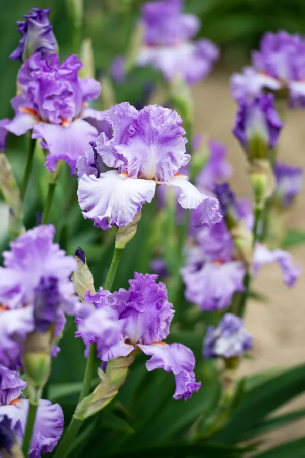 Purple bearded flowers growing in a yard