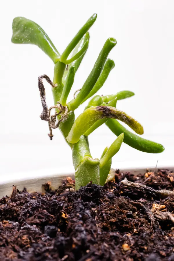 Underwatering affecting a growing gollum jade succulent.