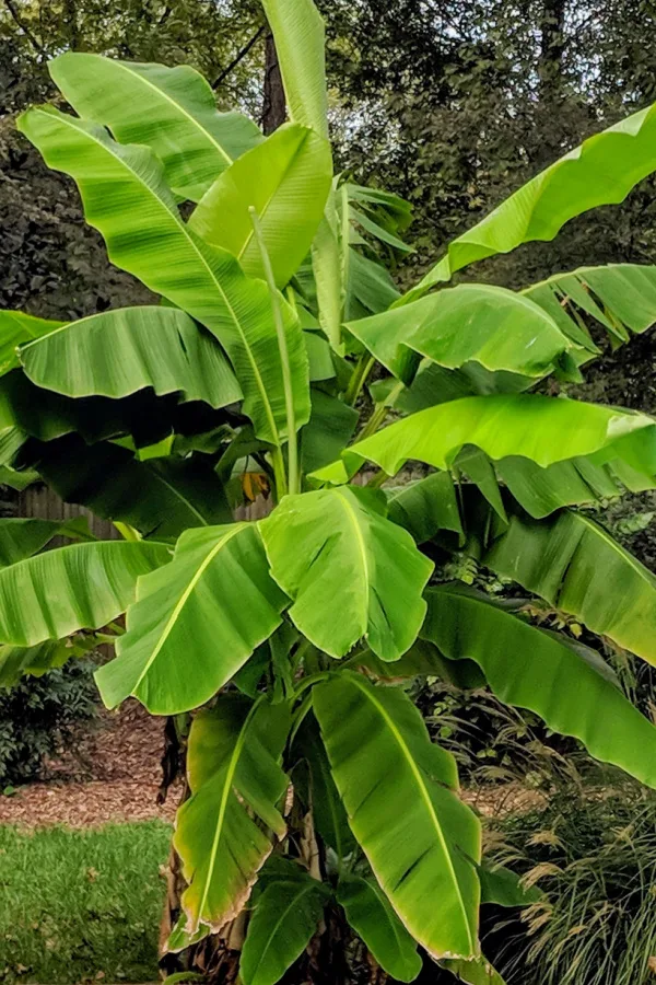 Cold hardy banana plants with large leaves