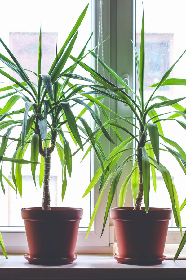 Two dragon tree plants grown indoors and sitting next to a window.