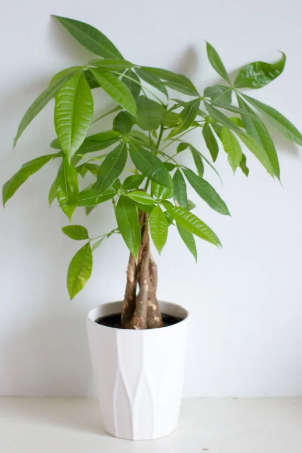 A money tree in a white pot with a braided trunk.