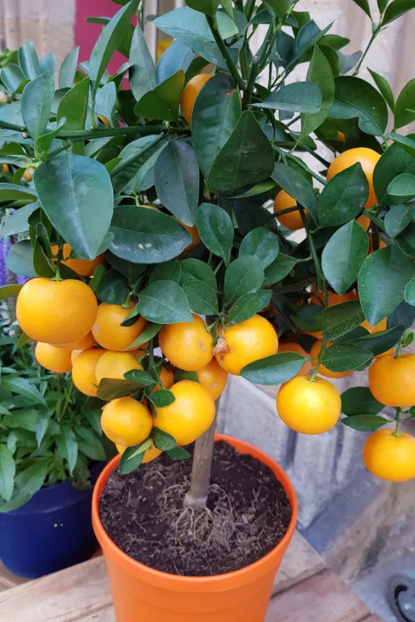 An orange tree with exposed roots.