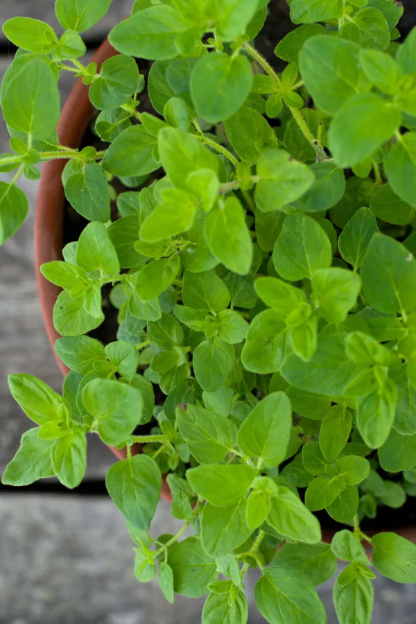 oregano growing outdoors in a clay pot
