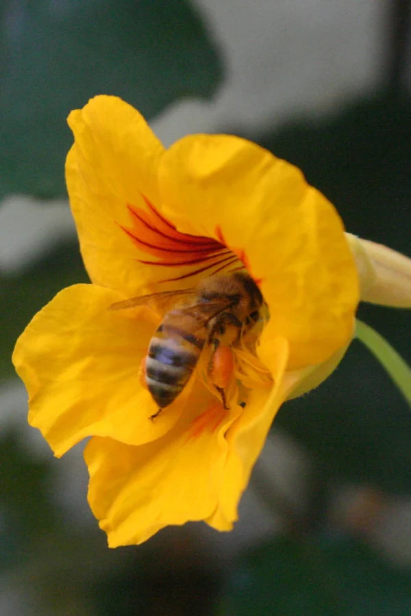 A bee collecting pollen inside a yellow bloom of a nasturtium flower growing in a garden.