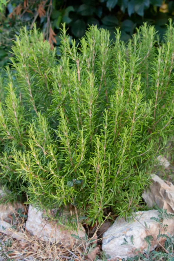 A rosemary bush growing