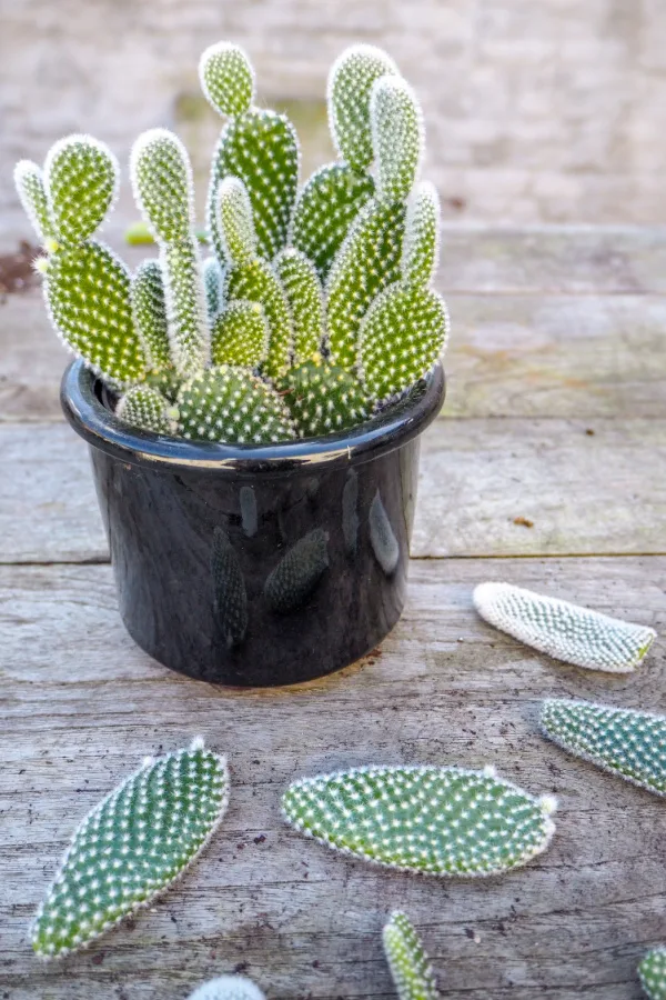 a potted plant with pads separated for propagating