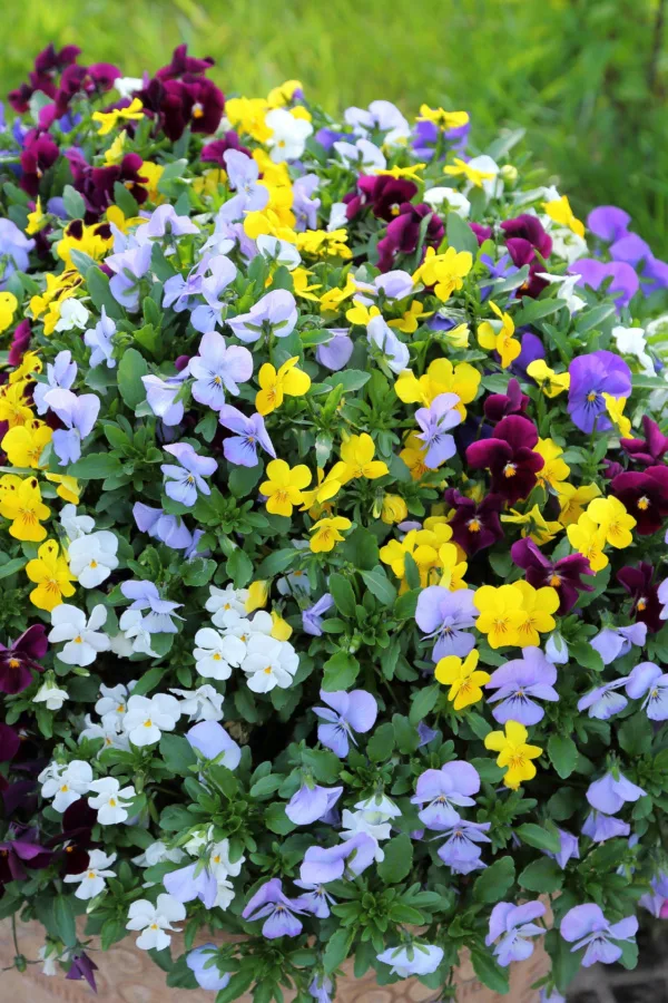 A large container growing multiple different pansies
