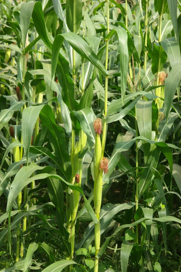 Sweet corn growing and tasseling