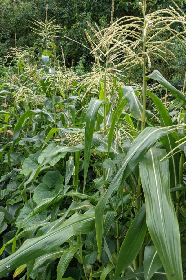 the 3 sister companion crops all growing together
