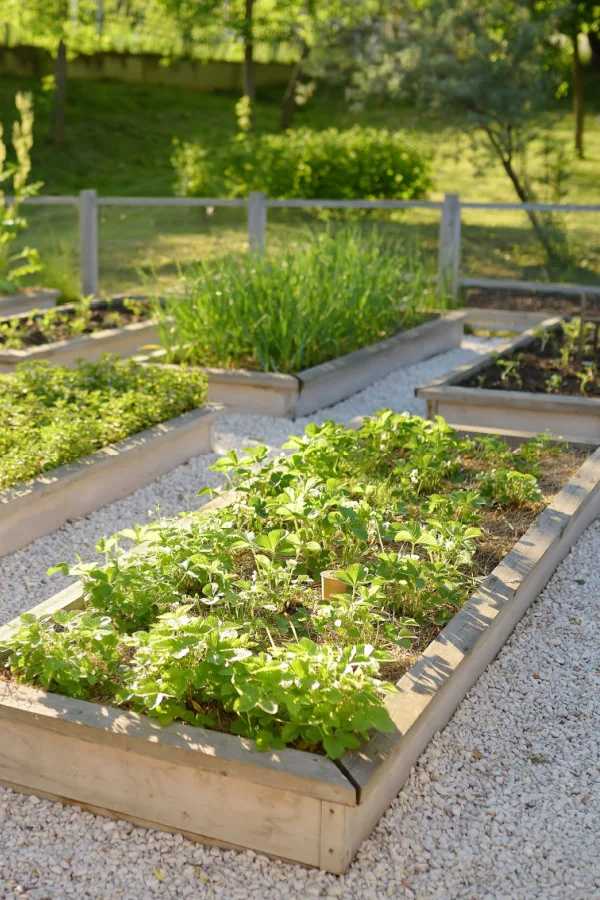 Plants growing in raised beds