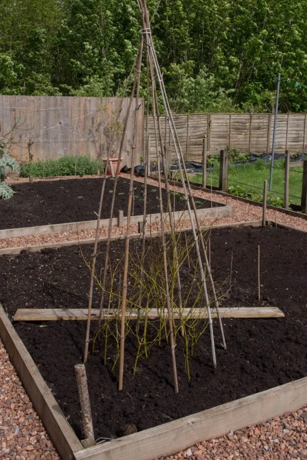 A teepee trellis