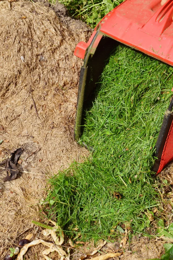 grass clippings - re-energize garden soil where tomatoes grew