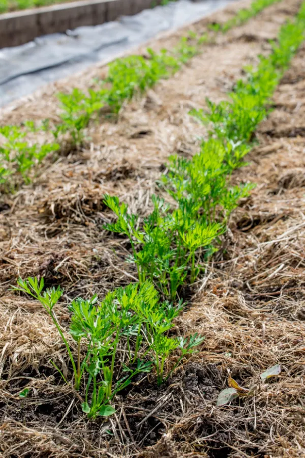 Dried grass clippings used as mulch around plants in garden rows.