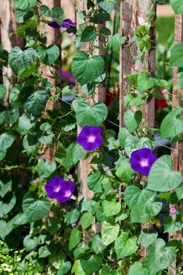 Purple morning glory vines climbing up a wooden fence