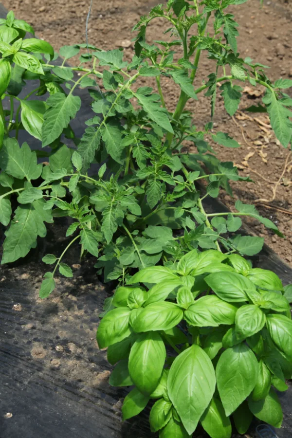 Tomato and basil plants growing together