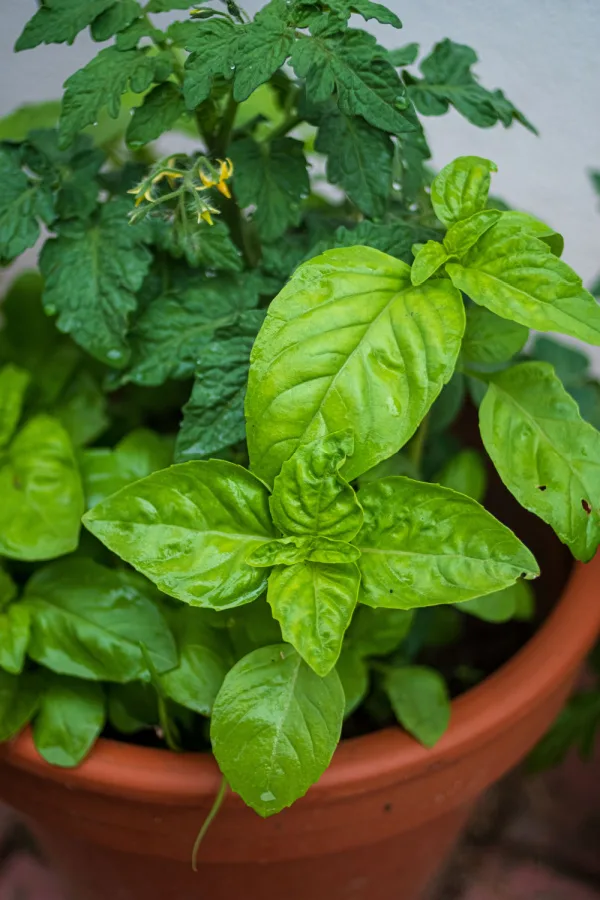 potted vegetables