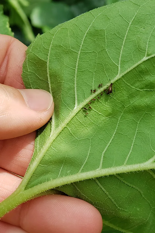 aphids