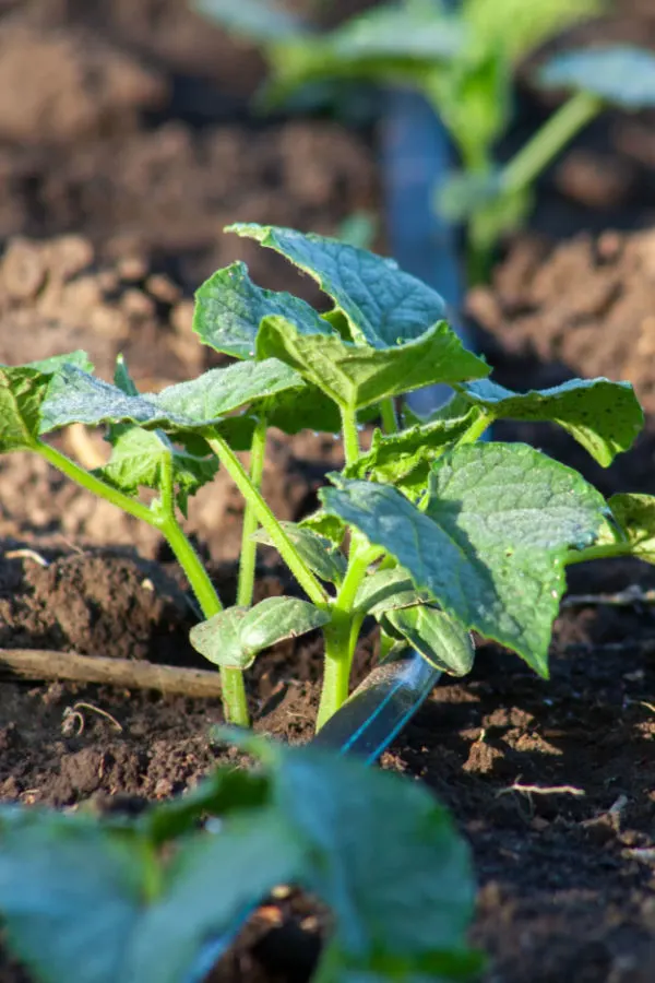 young cucumber plant