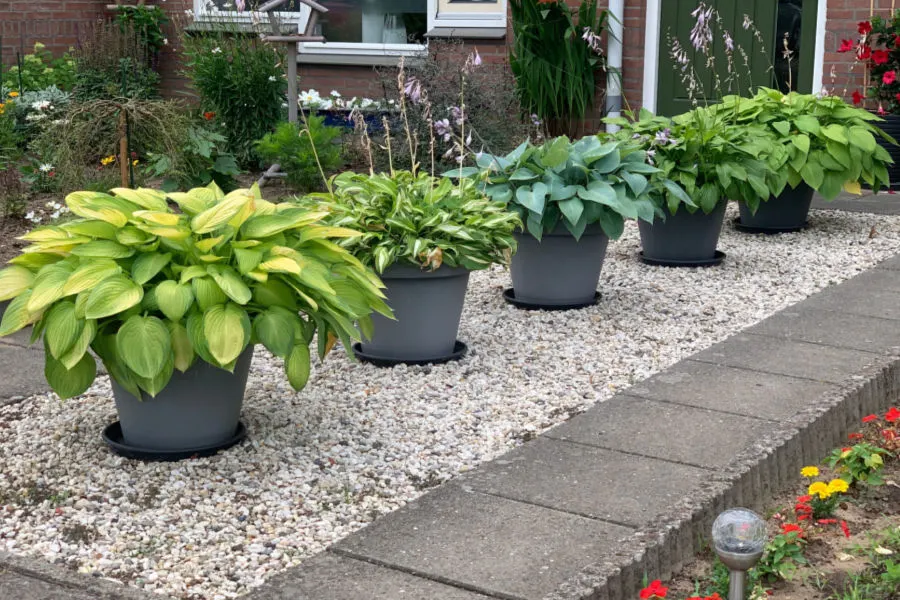 How to divide hostas