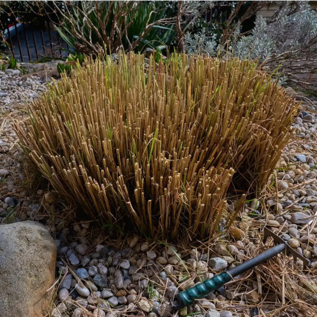 prune back and divide ornamental grass