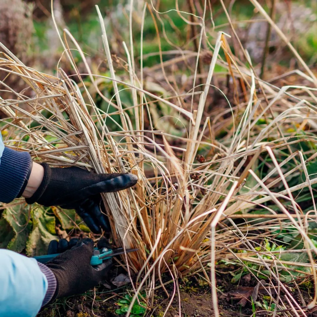 when to prune back ornamental grasses