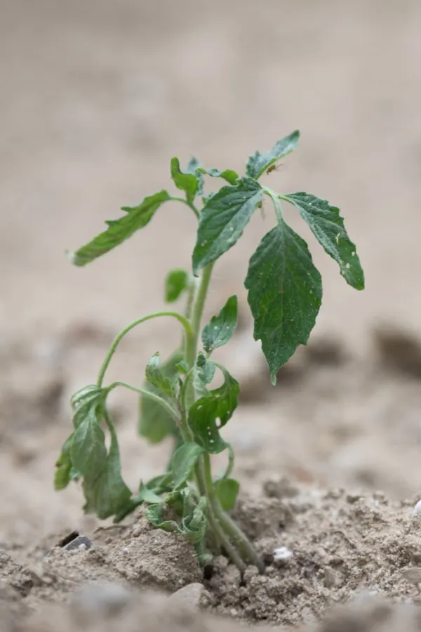 A young wilted tomato plant that has likely had the mistake of being planted too early and is now dying.