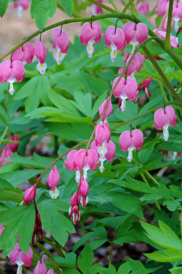 Bleeding hearts on green foliage - how to grow bleeding heart