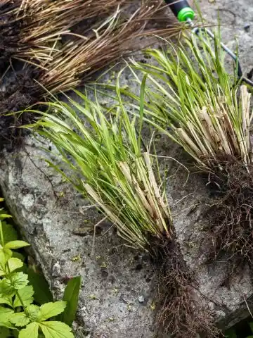 divide perennials spring