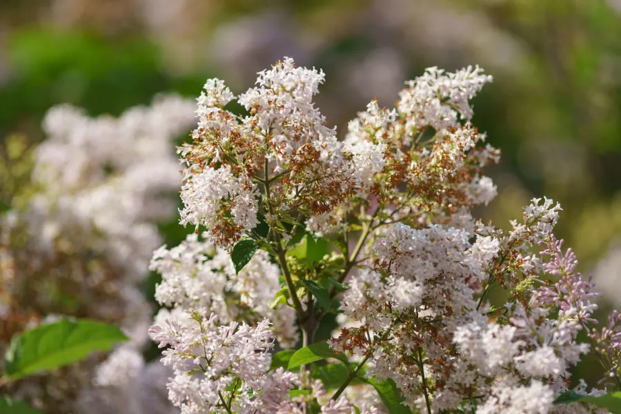 caring for lilacs when they stop flowering