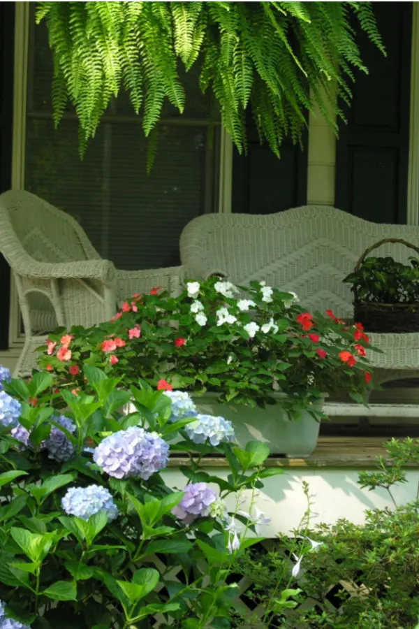 shady porch plants